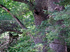 Woodpacker; IAT, WI